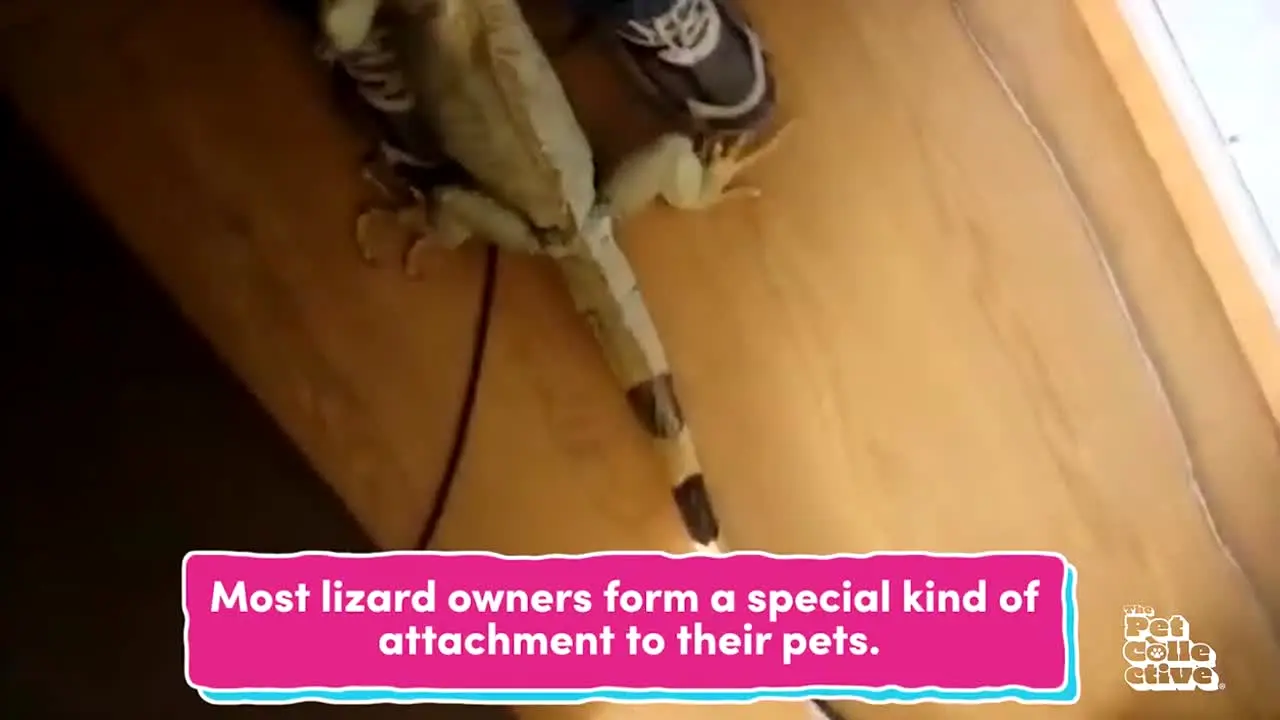 The Pet Collective live