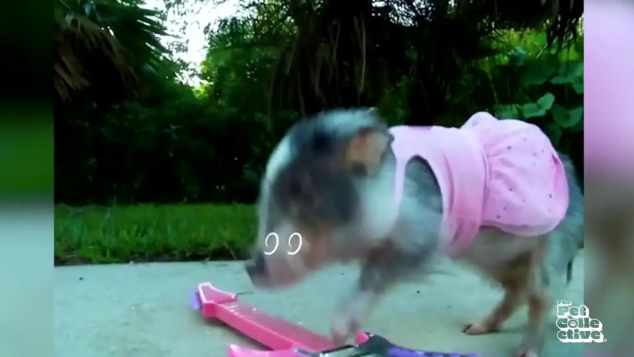 The Pet Collective in diretta