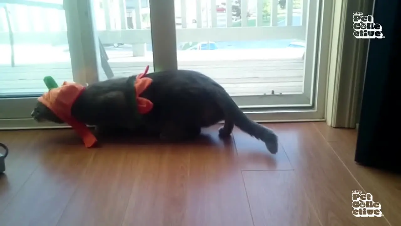 The Pet Collective in diretta
