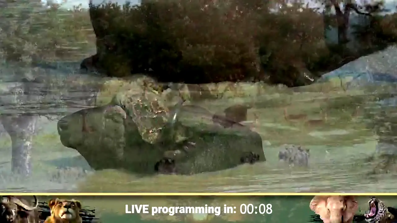 wildearth en vivo