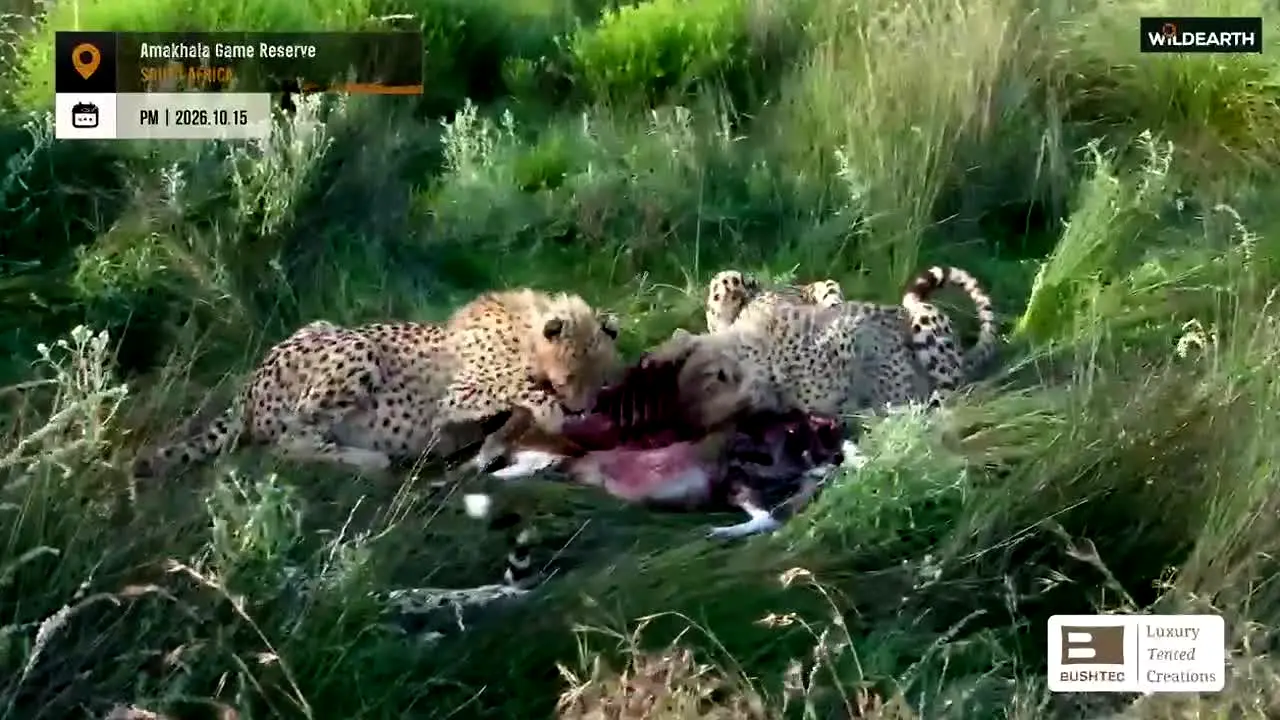 wildearth live