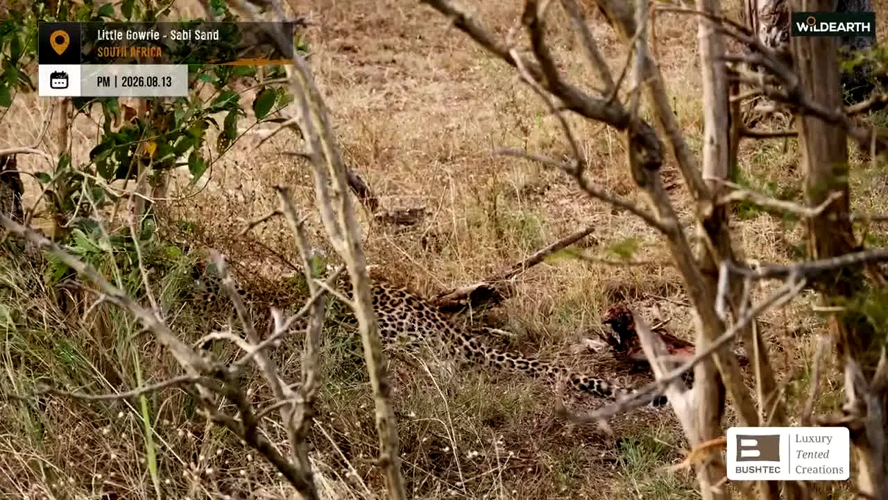 wildearth live