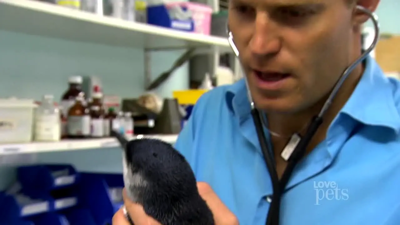 Love Pets in diretta