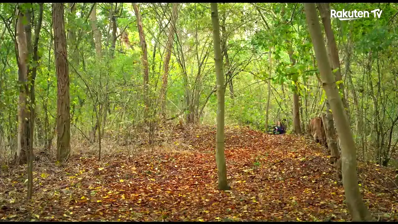 Pelis Top na żywo