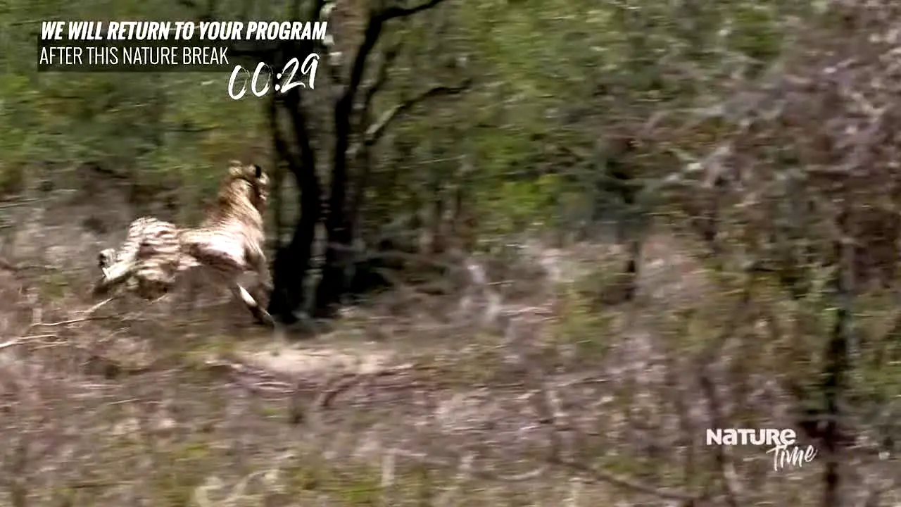 NatureTime in diretta