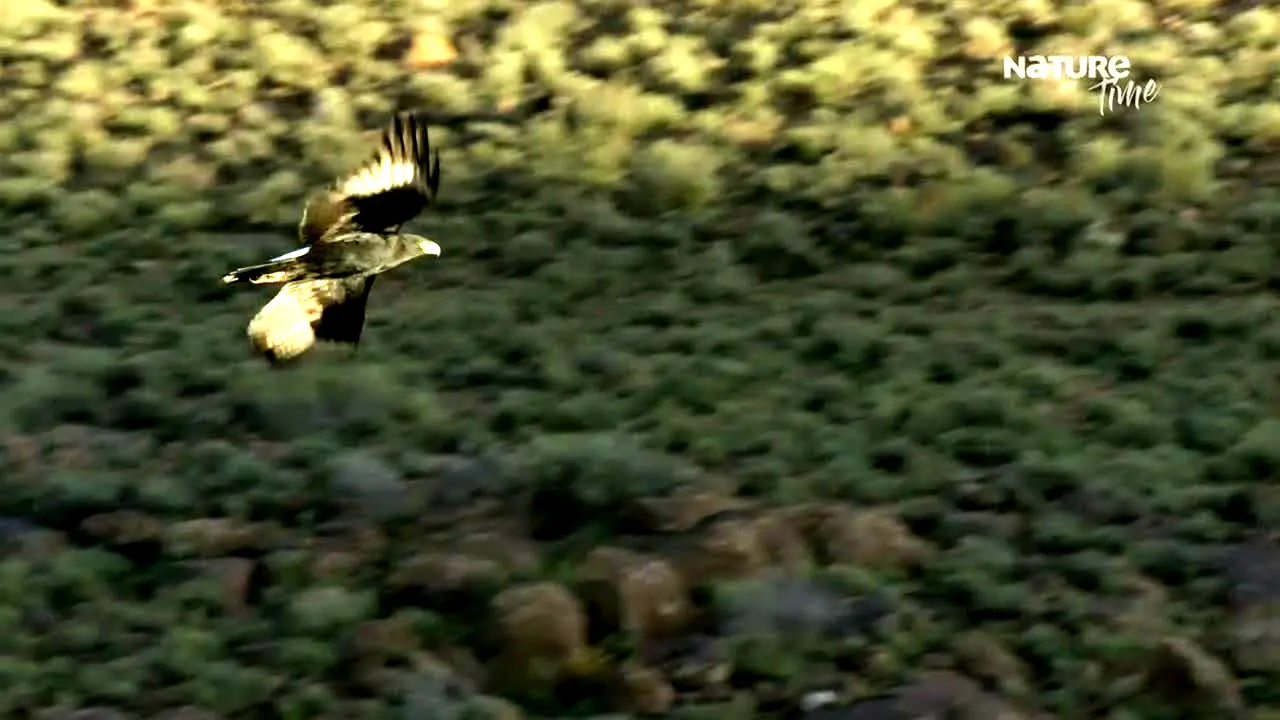 NatureTime en vivo