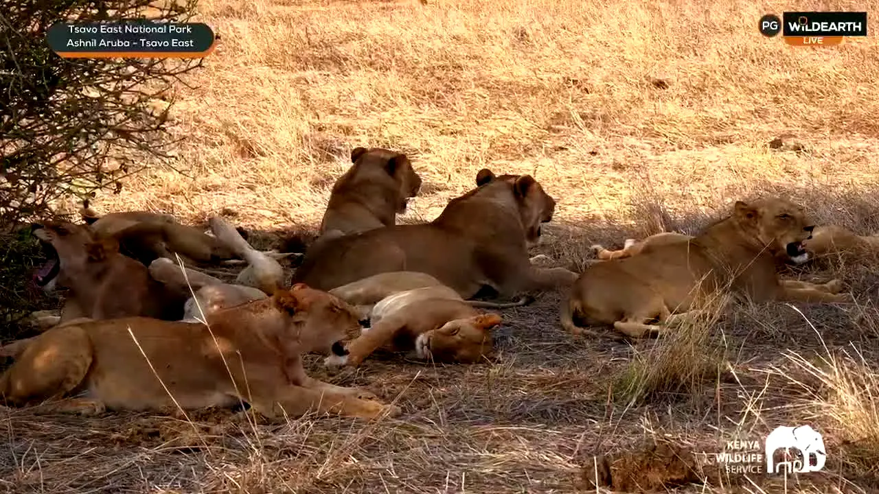 wildearth na żywo