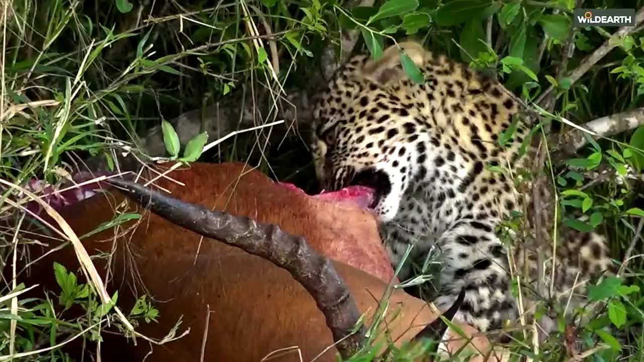 wildearth ao vivo