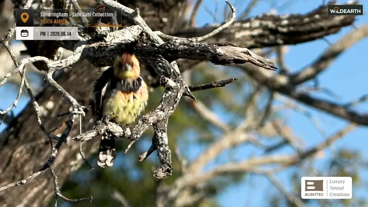wildearth live