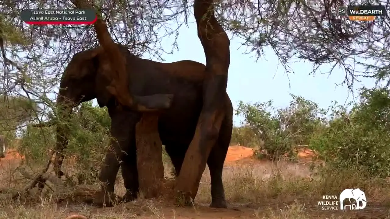 wildearth en direct