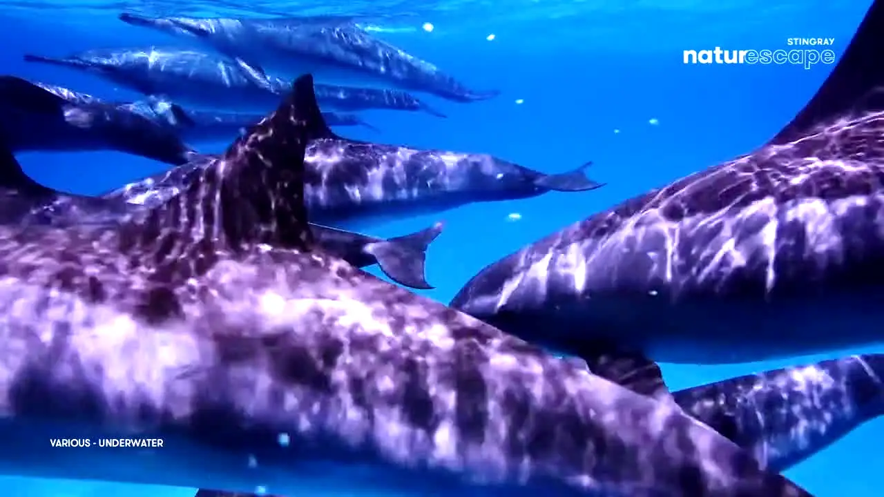 Stingray Naturescape live
