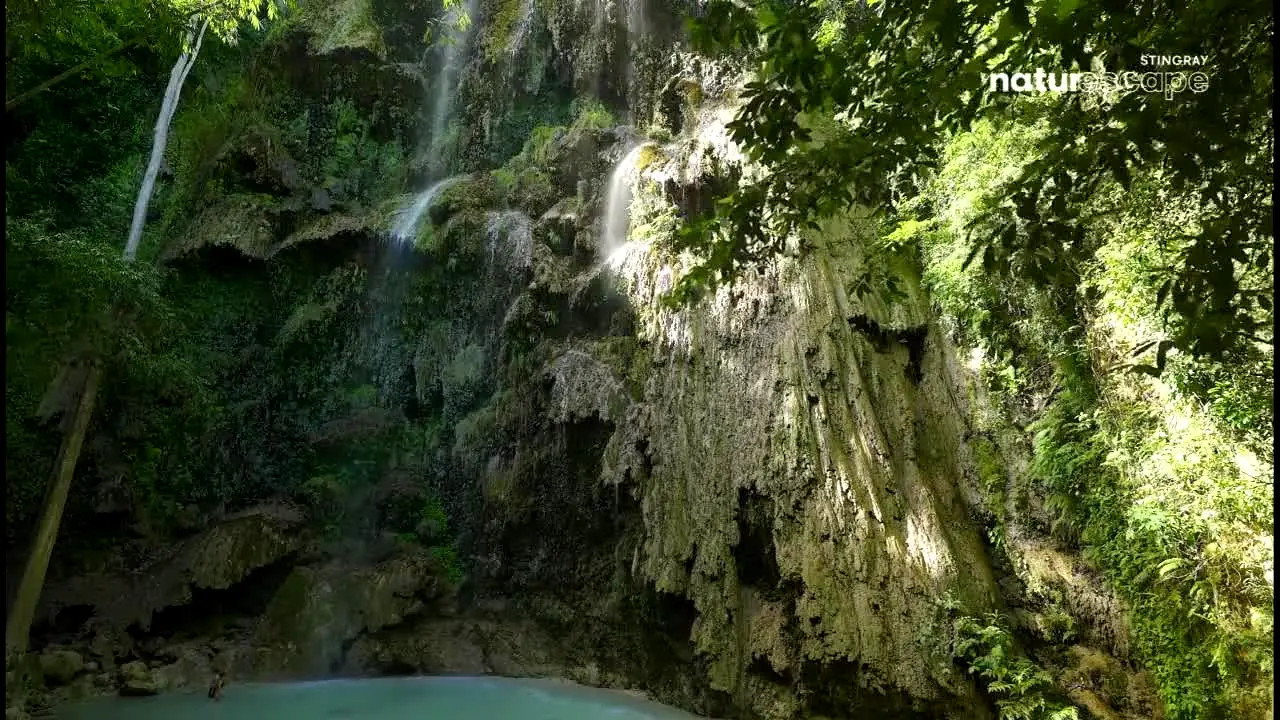 Stingray Naturescape ao vivo