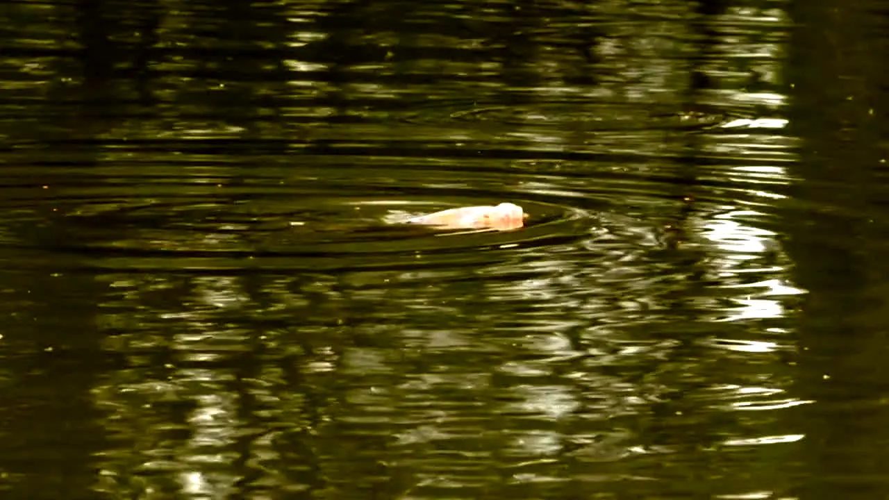 Gone Fishing live