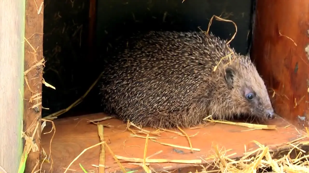 Garden Rescue in diretta