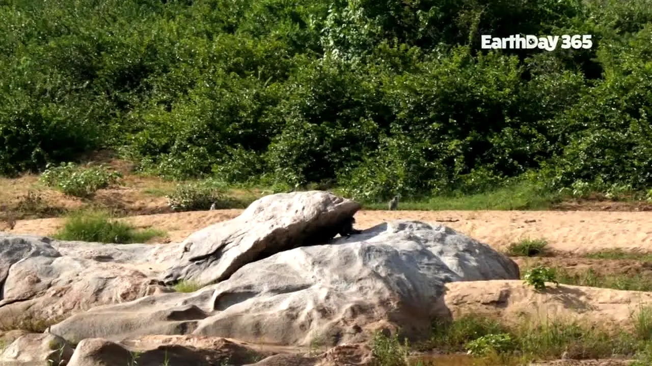 EarthDay 365 live