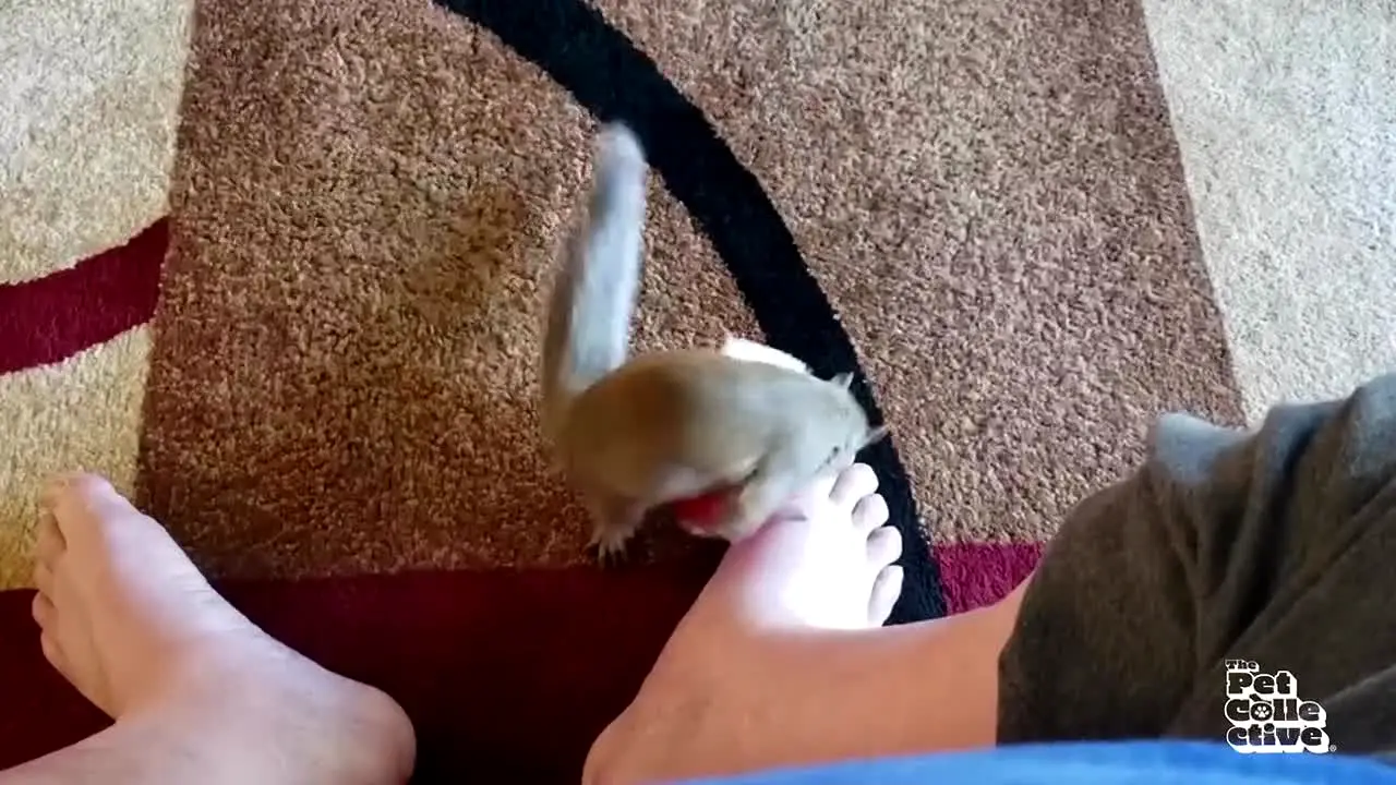 The Pet Collective live