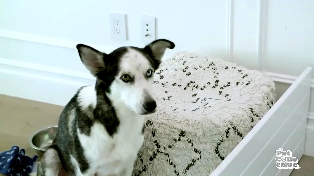 The Pet Collective live