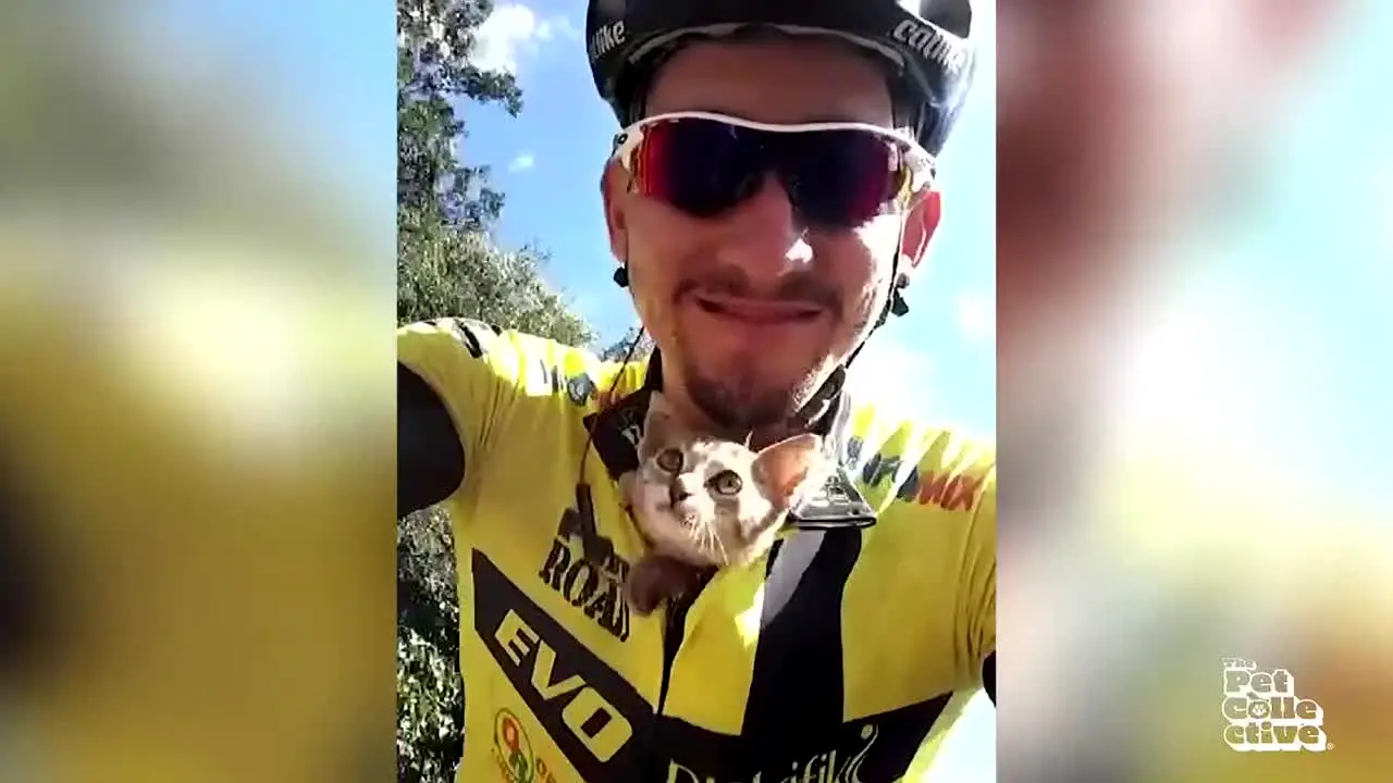The Pet Collective — прямой эфир