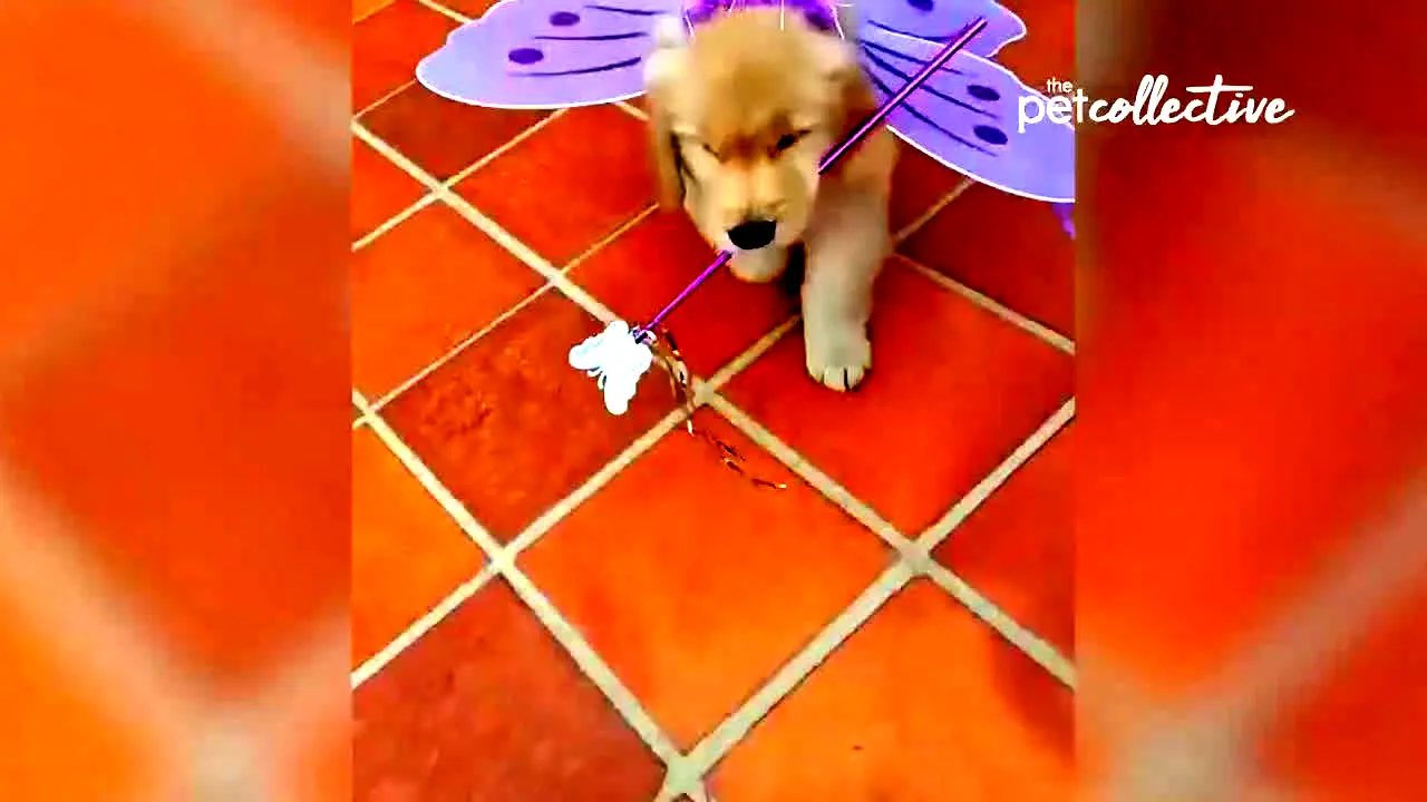 The Pet Collective live