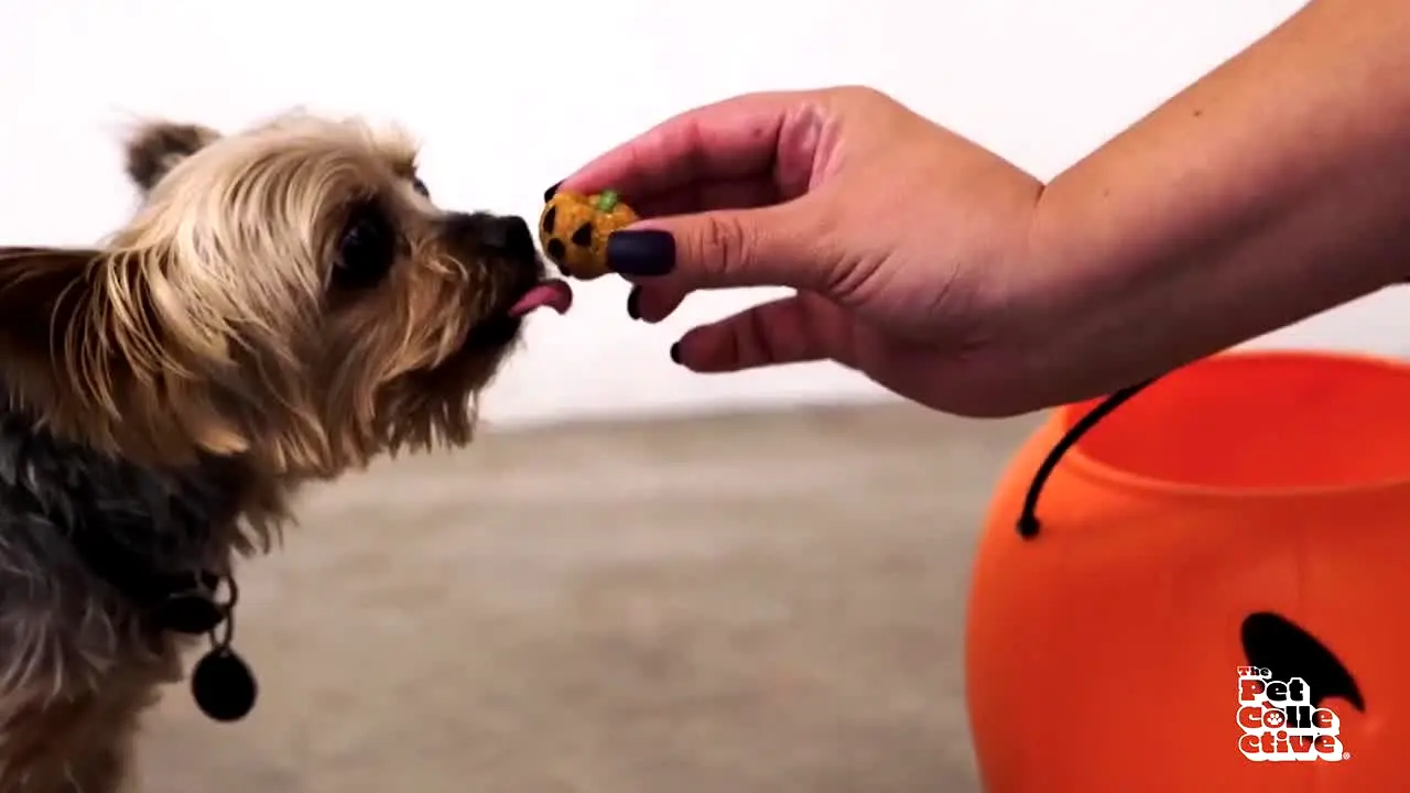 The Pet Collective in diretta