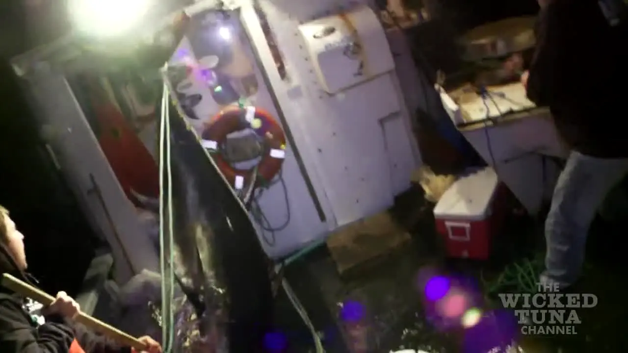 The Wicked Tuna live