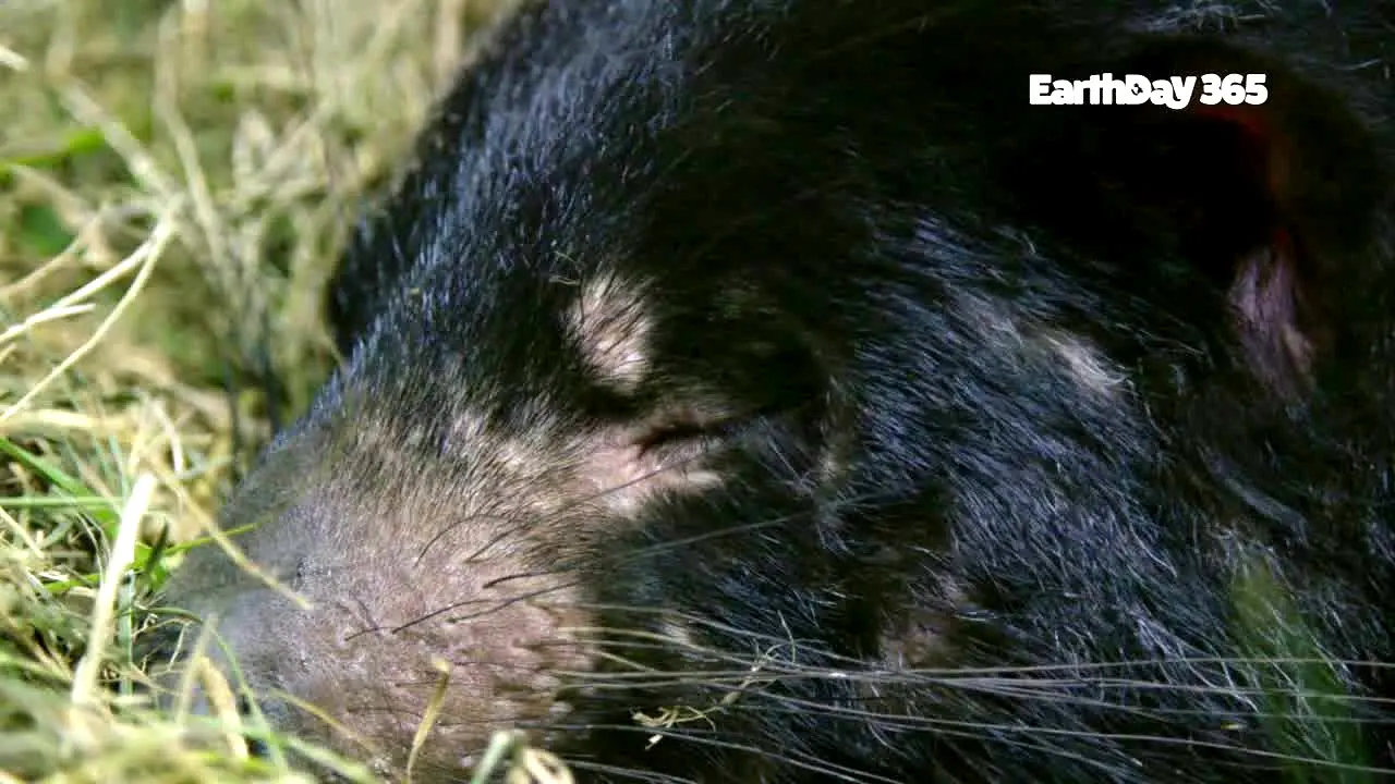 EarthDay 365 en direct