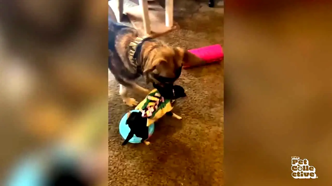 The Pet Collective live