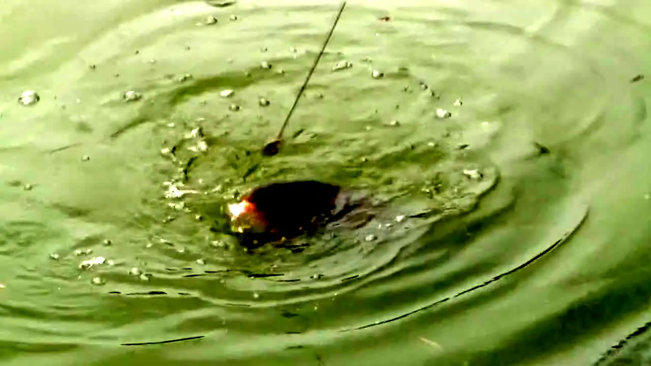 Gone Fishing in diretta