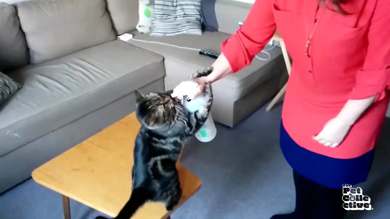 The Pet Collective in diretta