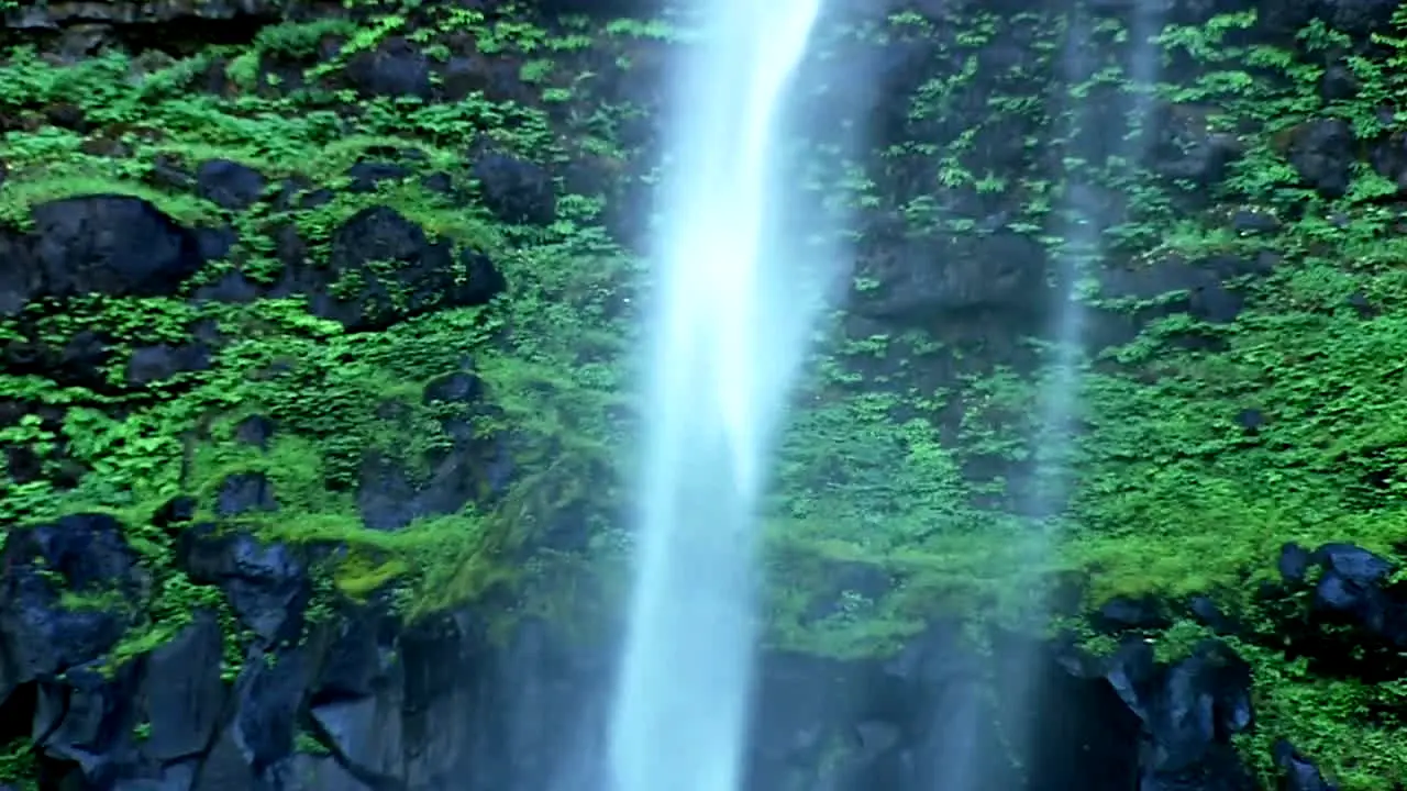 NatureVision live
