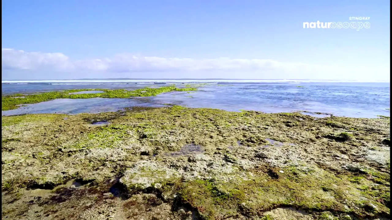 Stingray Naturescape live