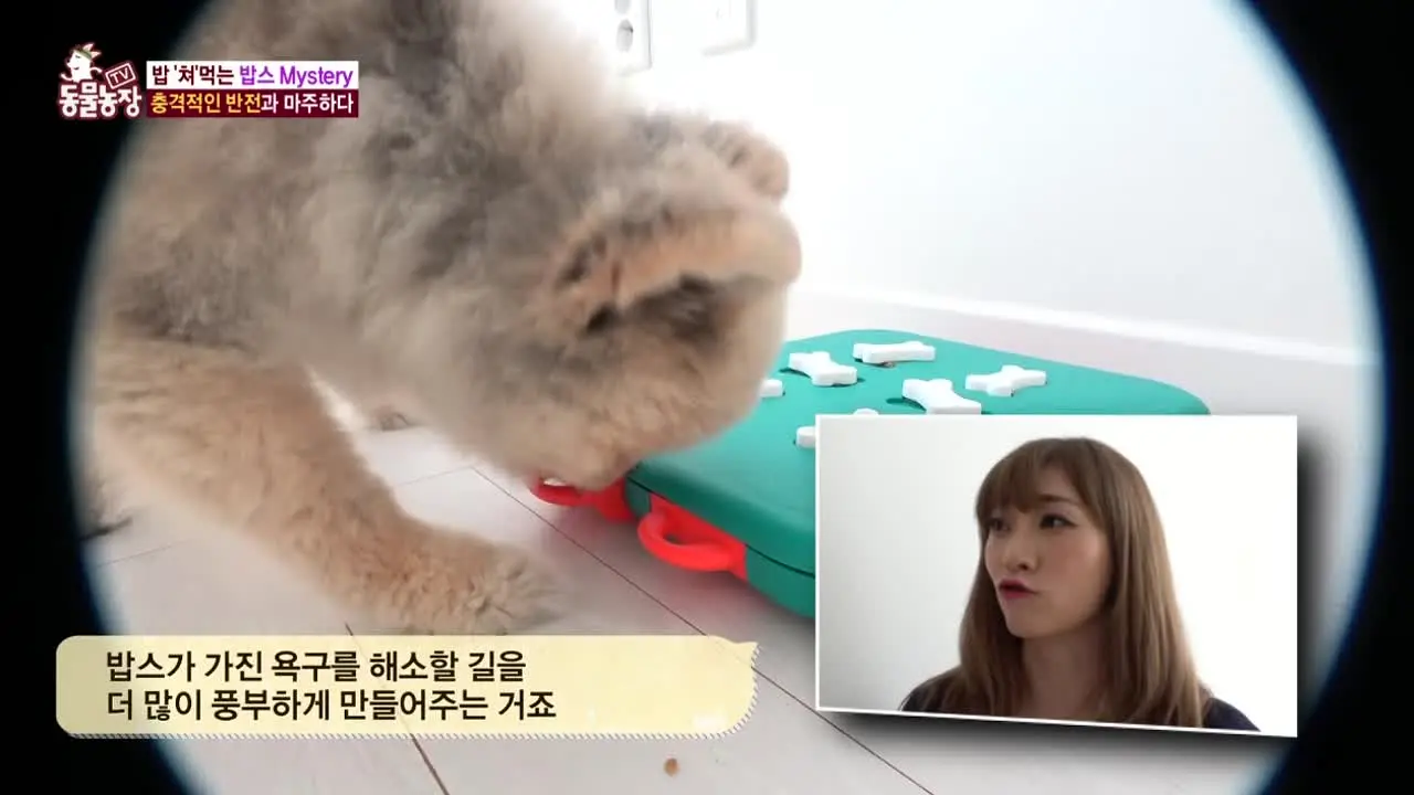 TV 동물농장 live
