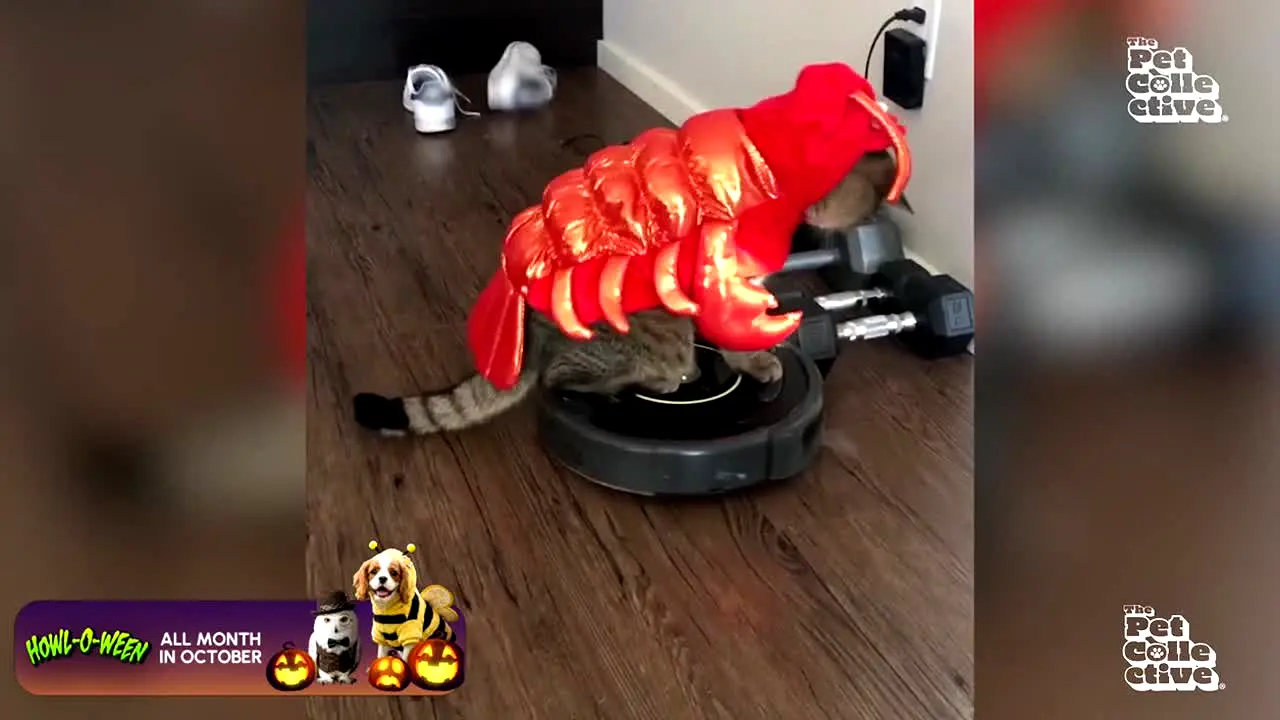 The Pet Collective live