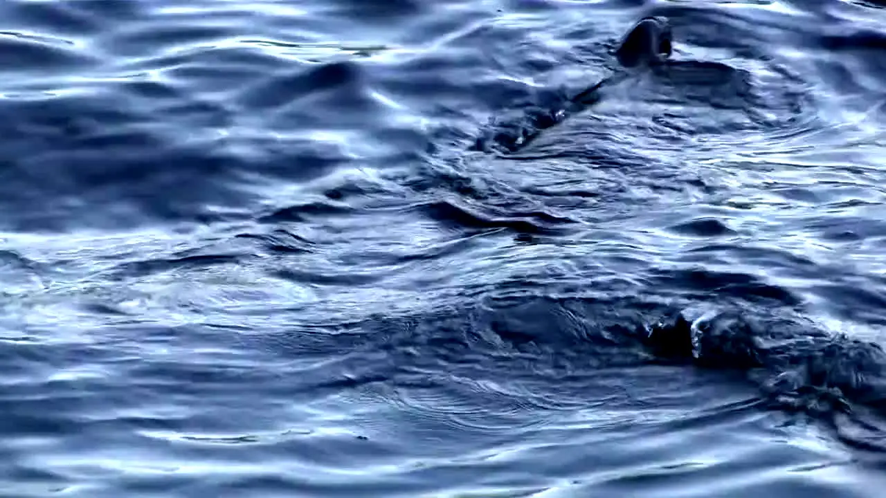 Planeta Salvaje in diretta