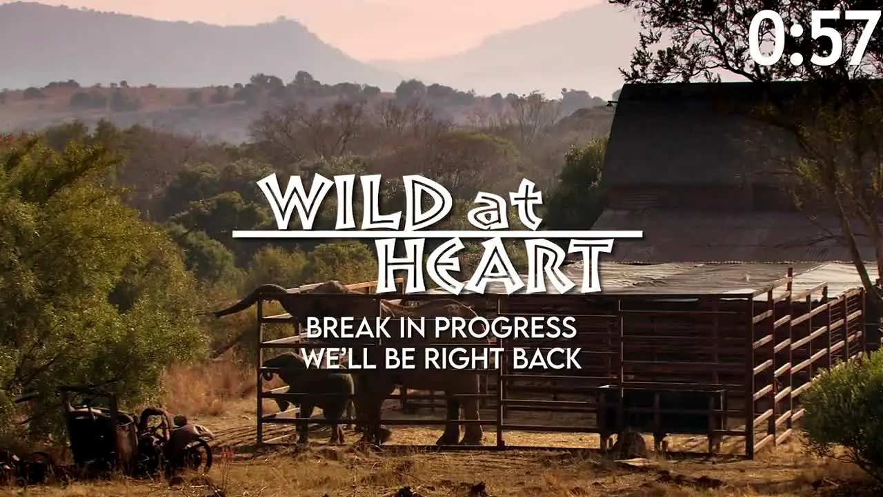 Wild At Heart live
