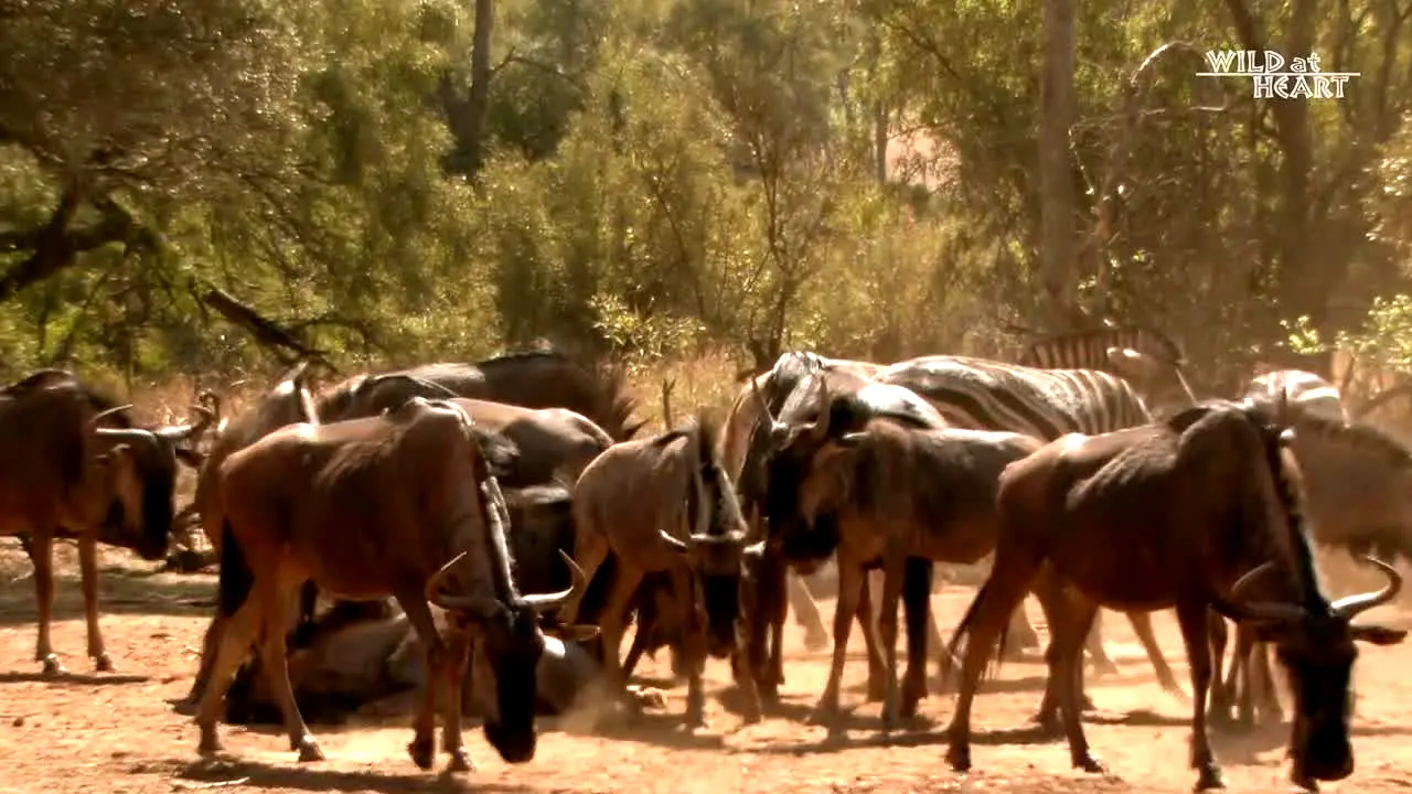Wild At Heart in diretta
