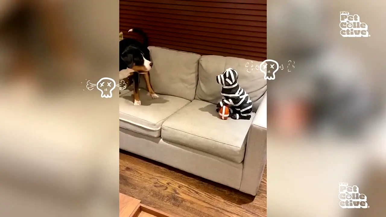 The Pet Collective live