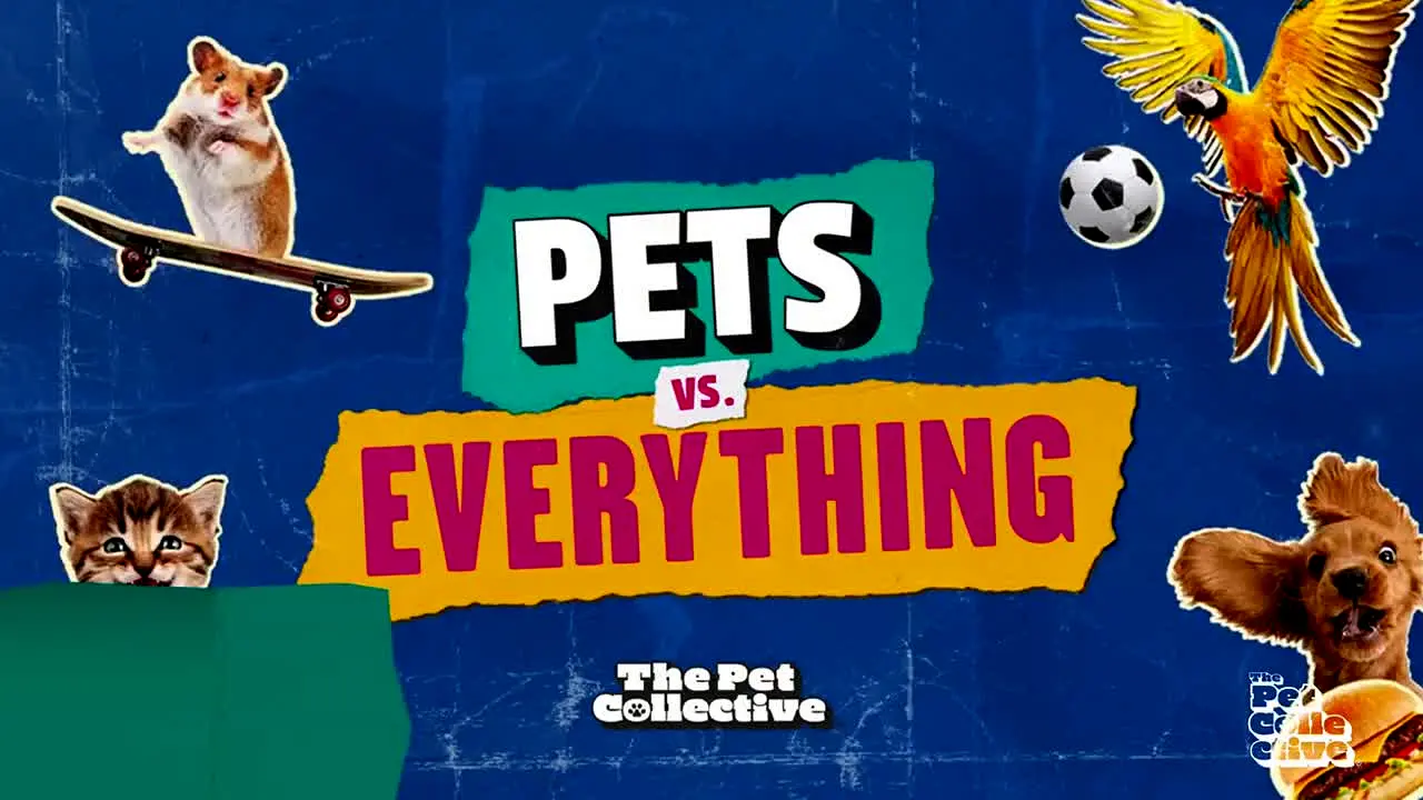 The Pet Collective na żywo