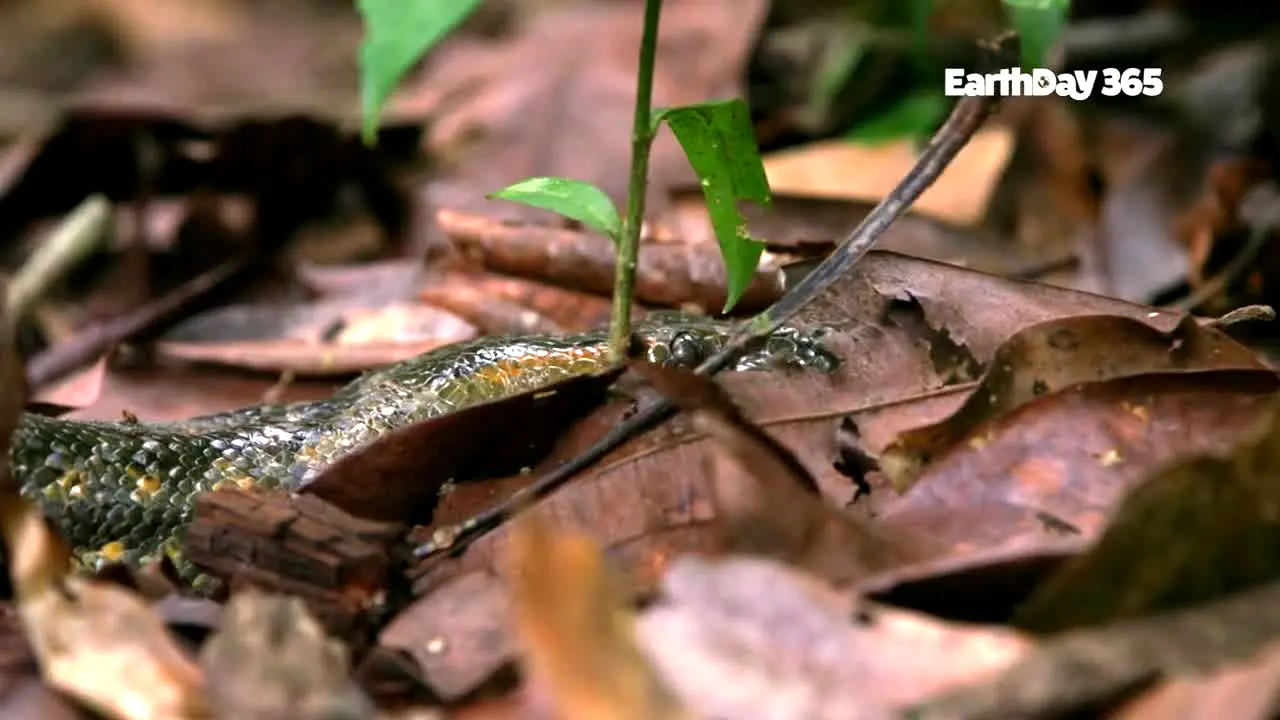 EarthDay 365 ao vivo