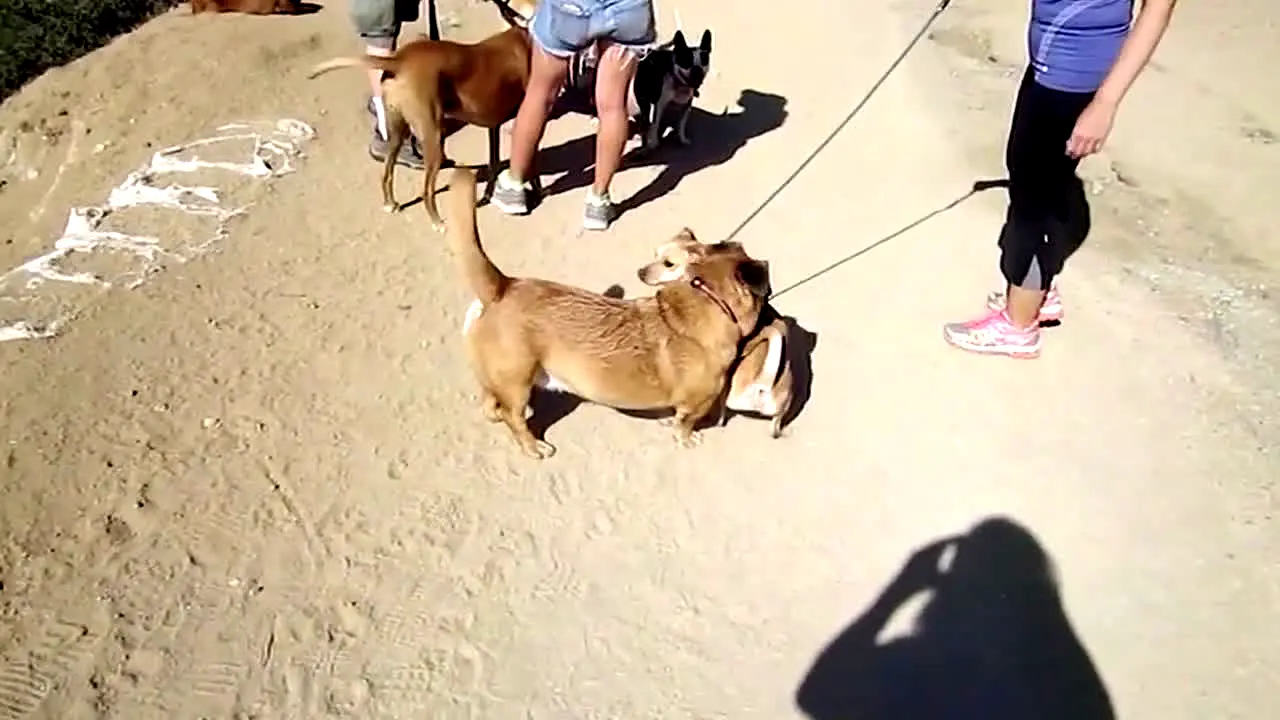 Cesar's Pack Leader TV live