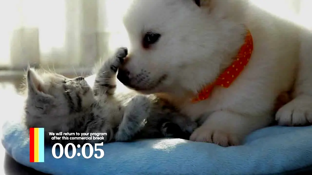 Love Pets in diretta