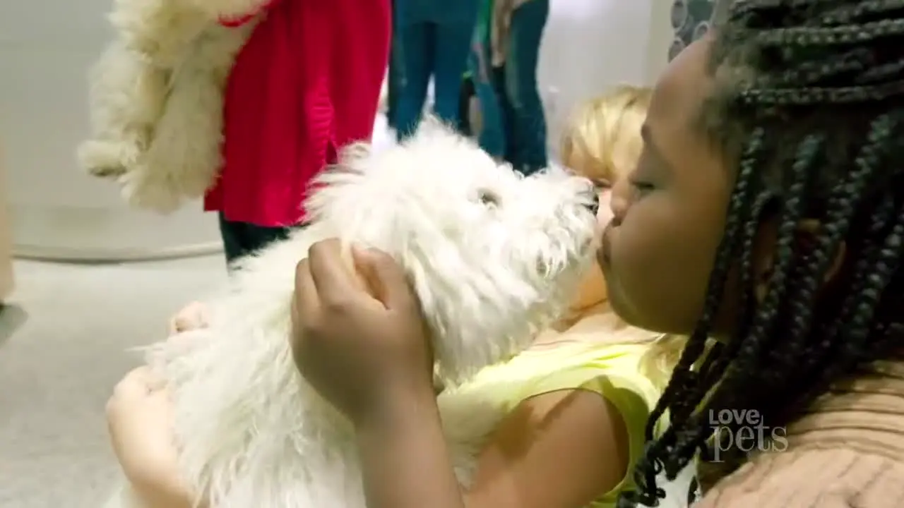 Love Pets ao vivo