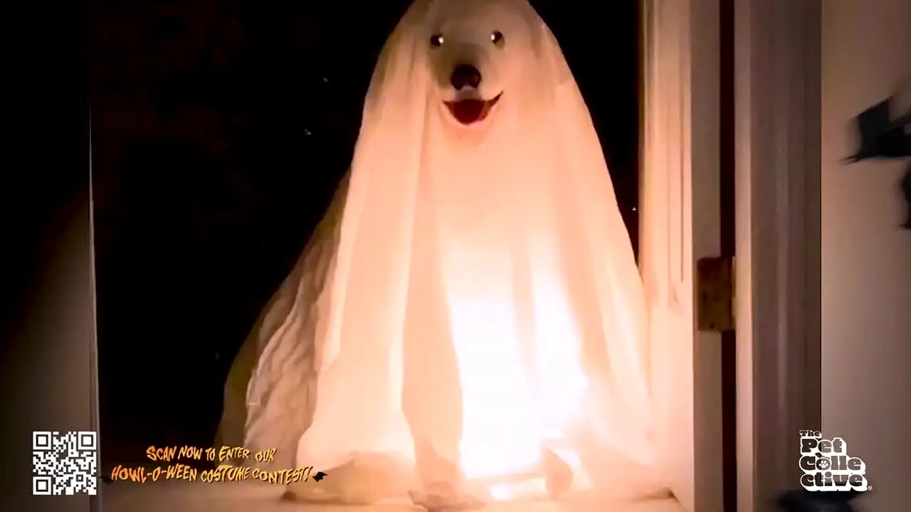 The Pet Collective — прямой эфир