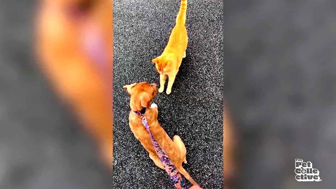 The Pet Collective live