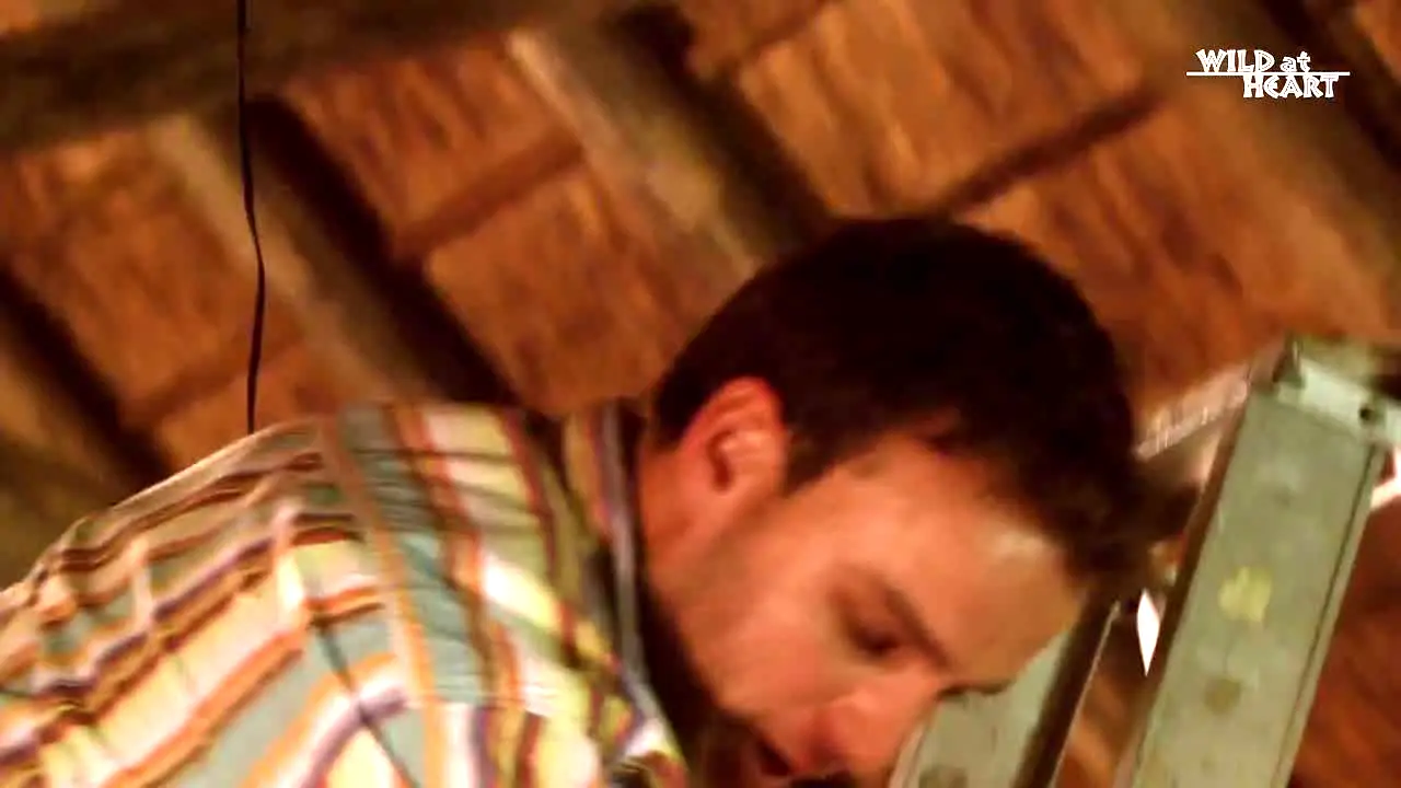 Wild At Heart ao vivo