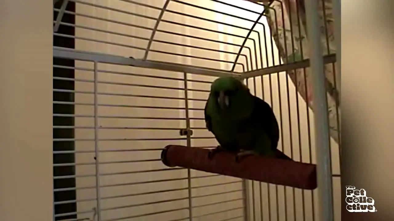 The Pet Collective live
