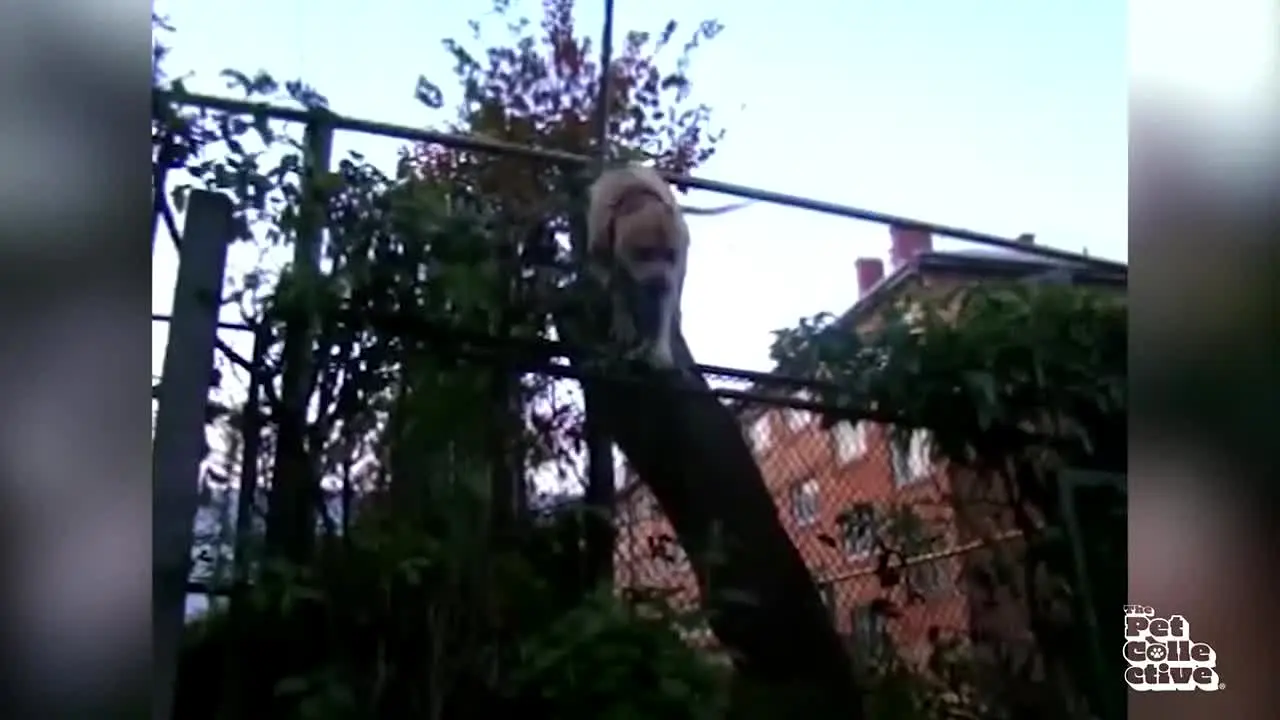 The Pet Collective in diretta