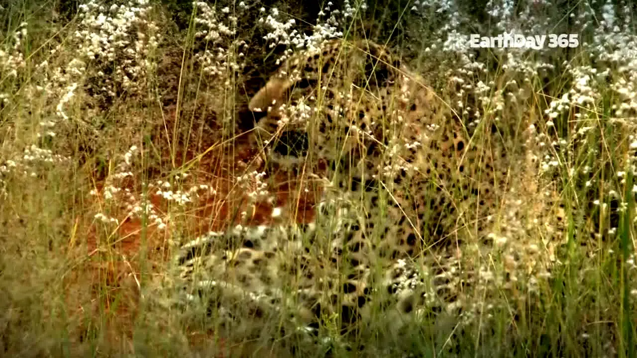 EarthDay 365 — прямой эфир