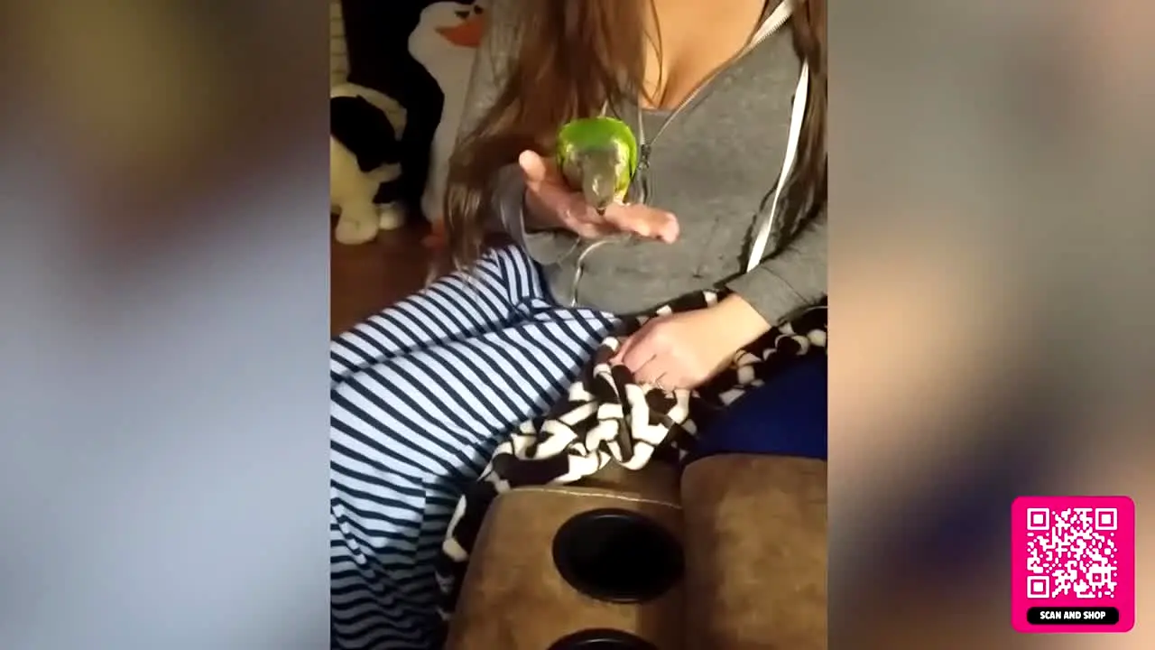 The Pet Collective live