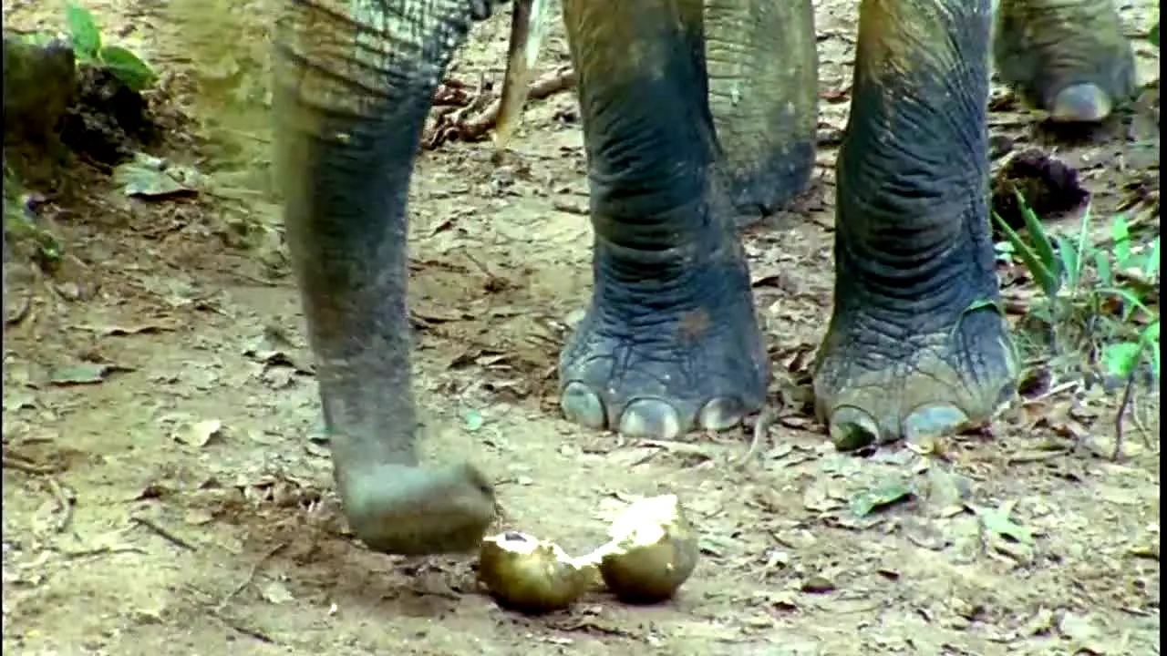 BBC Earth na żywo